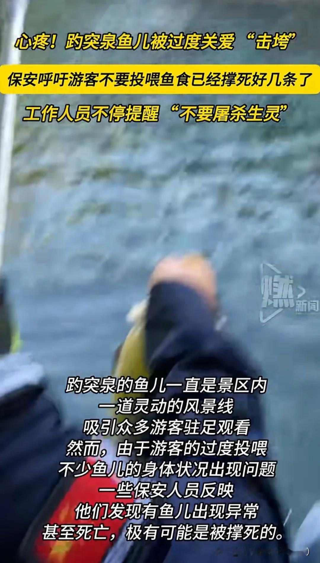 心疼，趵突泉鱼儿被过度关爱击垮，保安呼吁游客不要投喂鱼食，已经撑死好几条了，工作