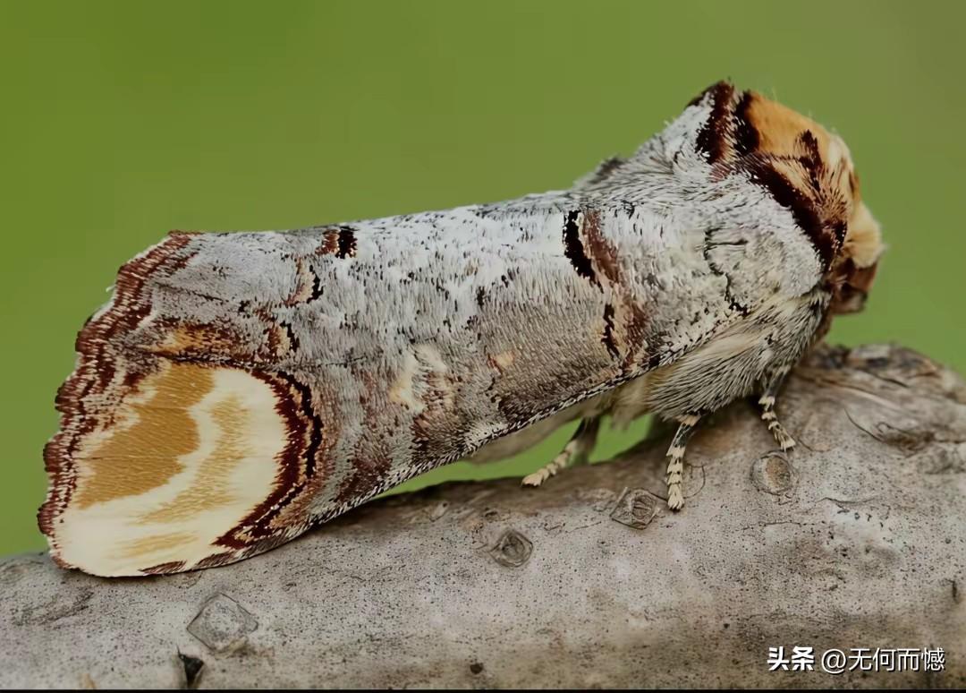 这种虫子进化出来的隐身本事，让人震惊，让人拍案叫绝，如果不仔细看的话，根本就看不
