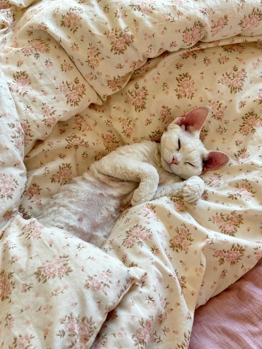 一年前的卡蒂好可爱啊！！！现在已经没有奶呼呼的感觉了工作结束回大理了 接了一个曲