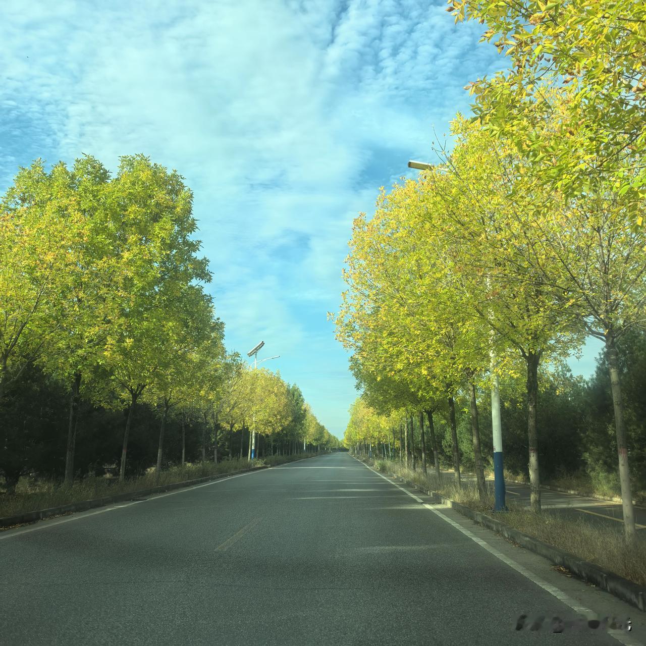 晒图笔记大赛西安渭河河堤路，秋风染黄道旁的树叶，道路两旁的树叶成了金黄色，配上蓝