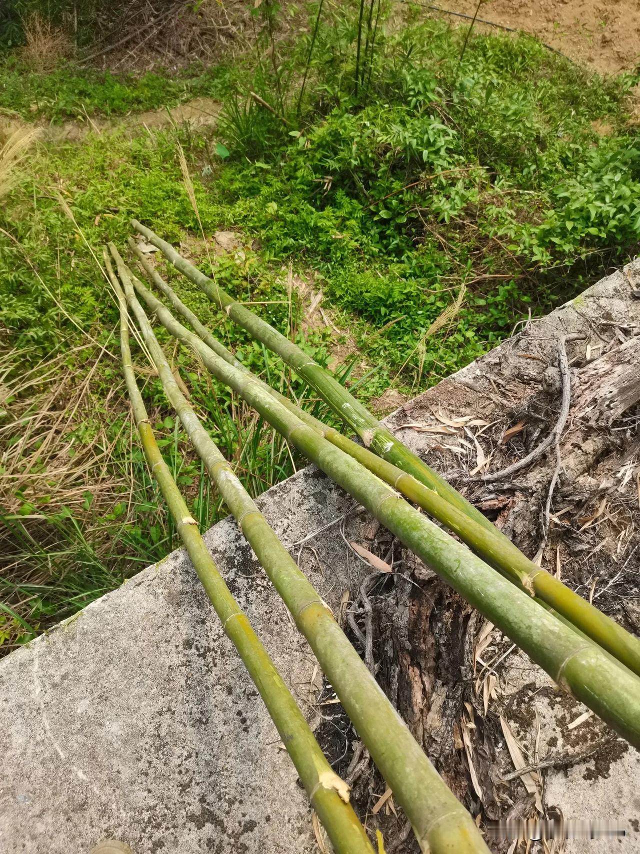 小时候有人来收竹子拿去做纸，3元一根，很多人都跑去砍，当时竹子几乎都长不成林。