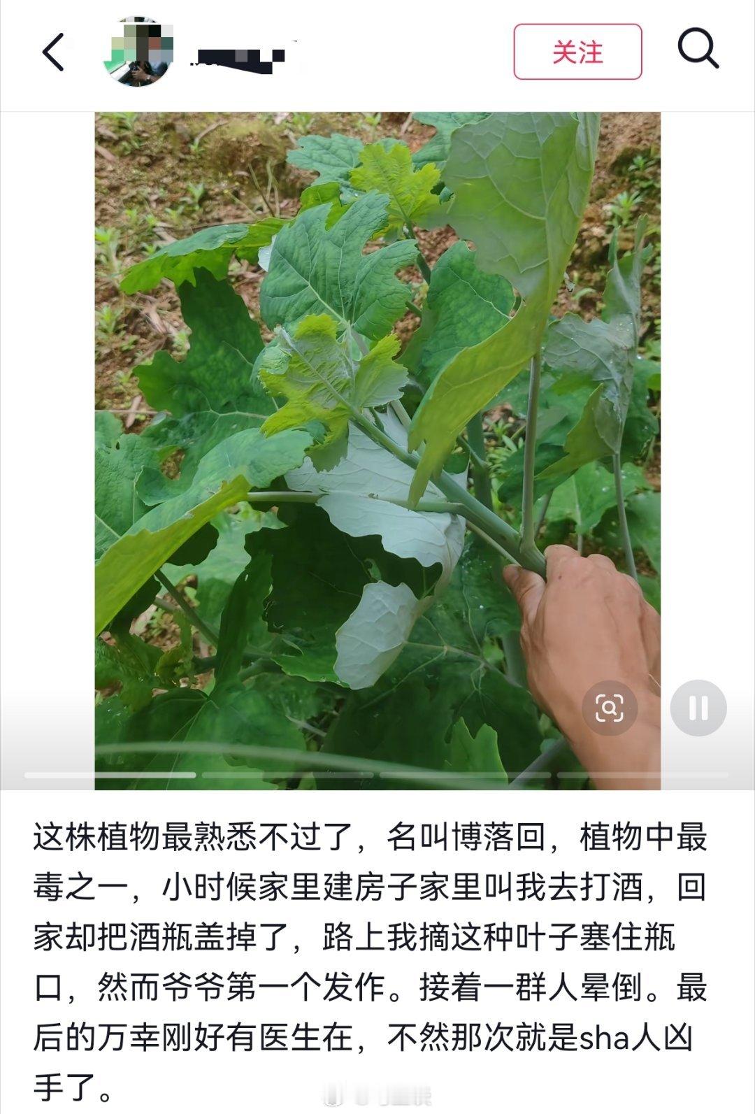 拿博落回给爷爷敬酒，差点害死一桌人…我去，不是你的错，身为农村人，不会真有家长从