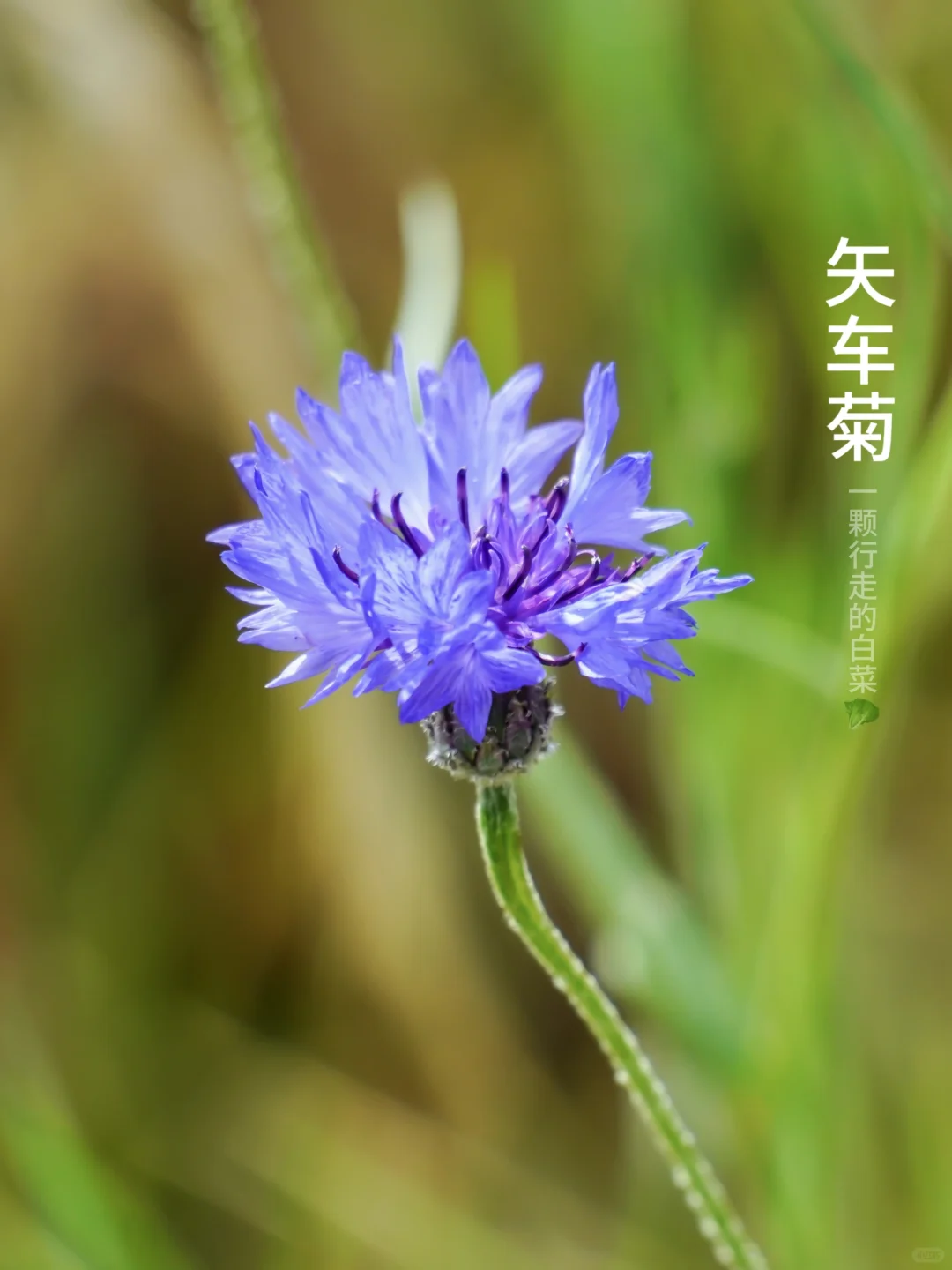 矢车菊 ｜ 在高原上遇见，幸福