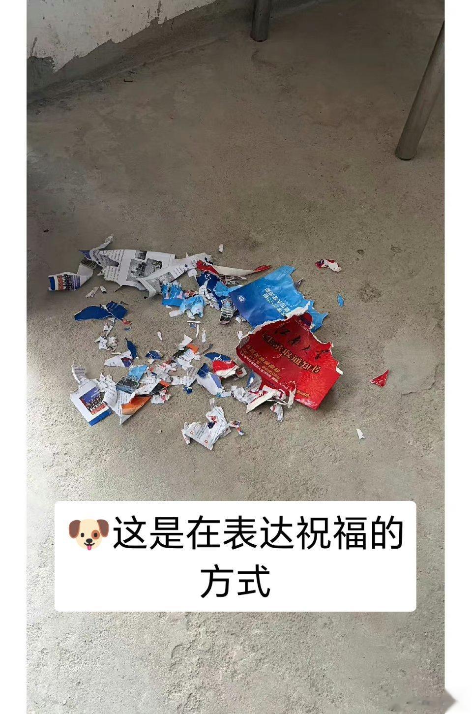 #录取通知书被狗子咬得稀碎#狗子：这只是我表达祝福的一种方式。[二哈] ​​​