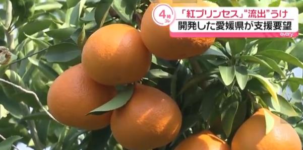 日本要中方停止栽培新柑橘，认为种子被走私出境，将赴华收集所有证据！

一颗柑橘，