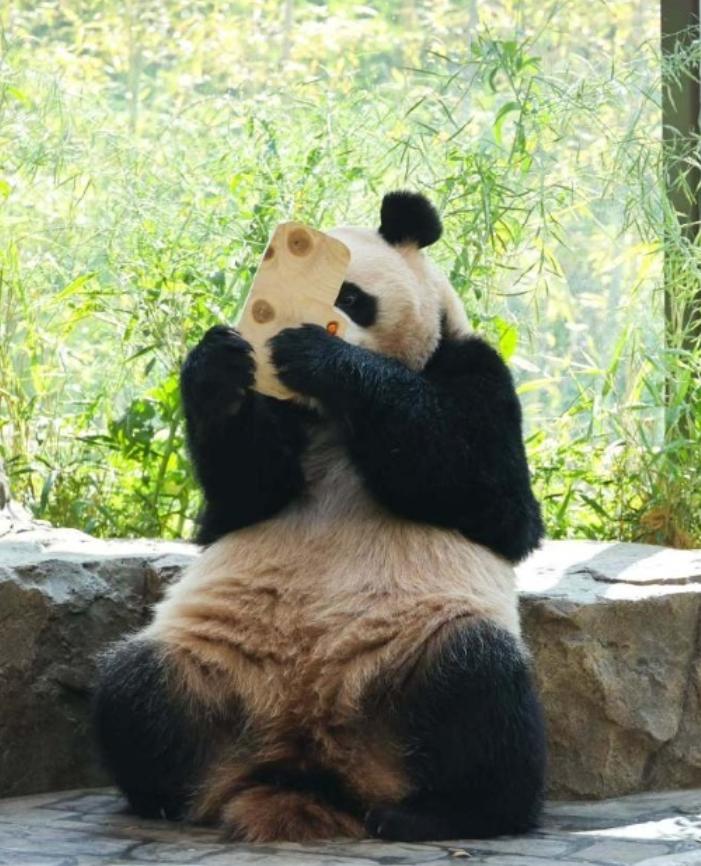 爱宝乐园的双胞胎姐妹花，今天直接把人类闺蜜互损现场给演活了！
宋爷爷亲手做的竹制
