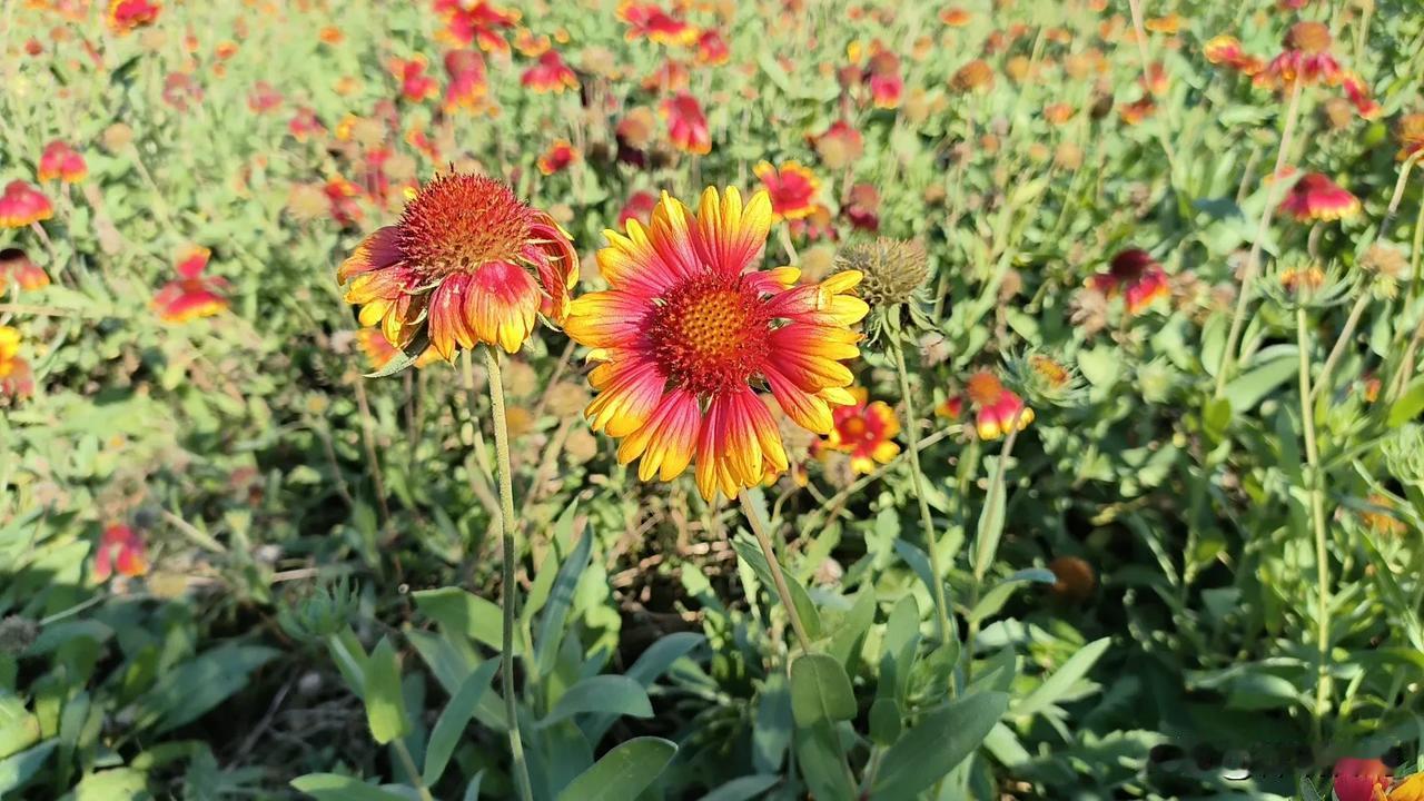 虎皮菊花傲秋风
#金秋到菊花香# 

秋天来临百花衰，唯有菊花独盛开。在滹沱河畔