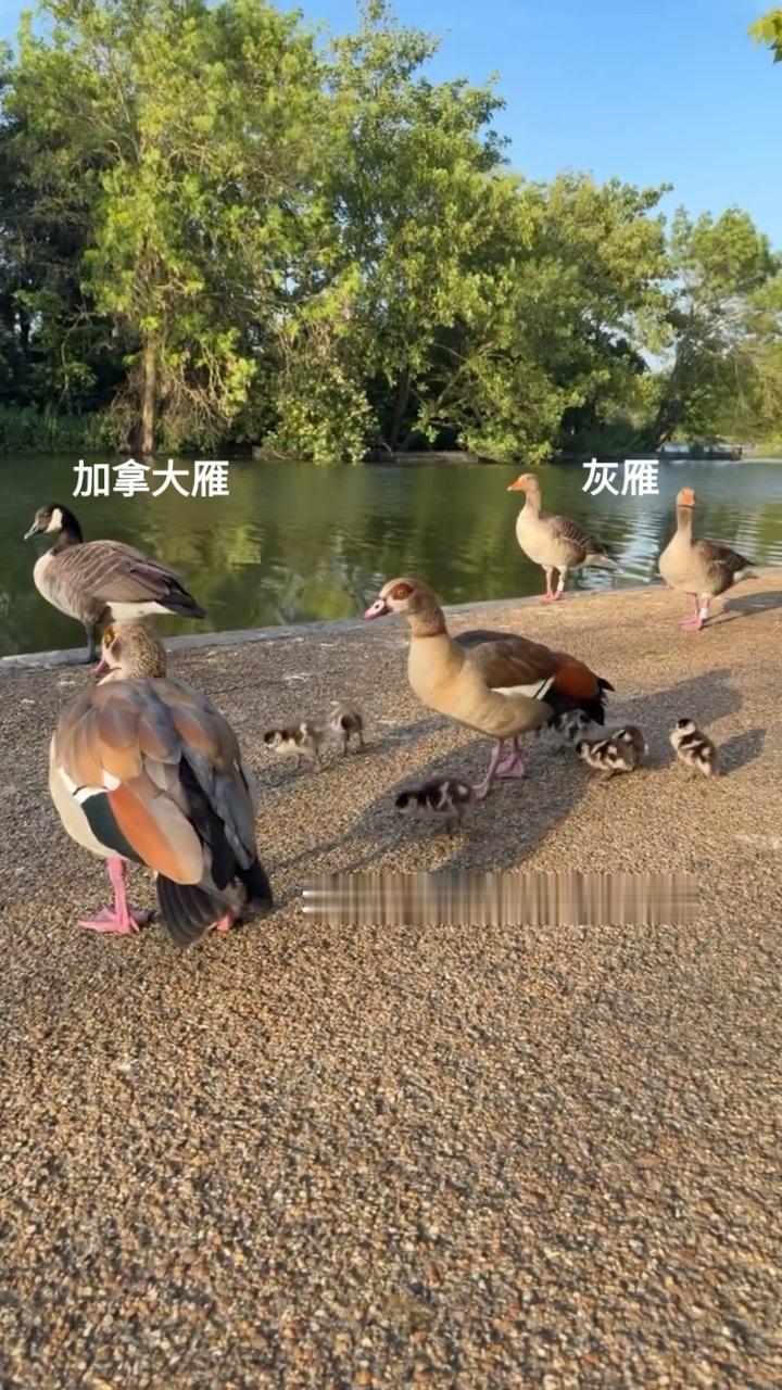 彭于晏 是这几只吗之前Eddie去苏黎世被吵醒的大鹅🦢大家还记得吗？今日分享是