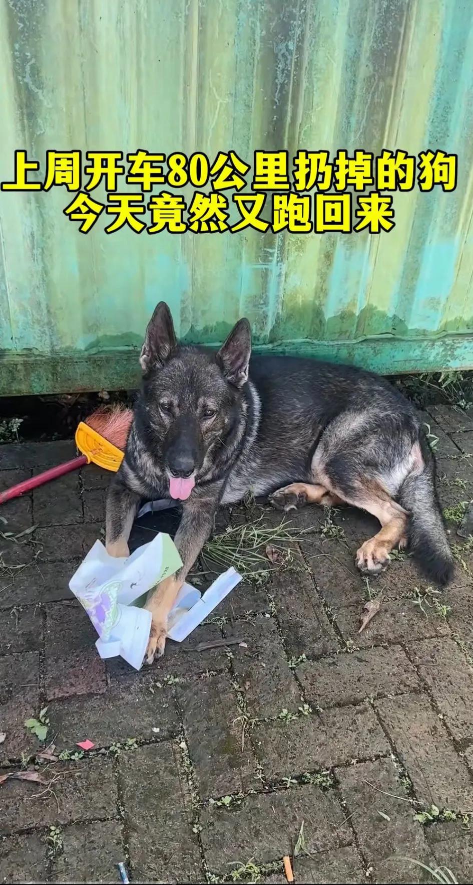 『气愤』养狗嫌弃老了，就往外扔！你要有这想法，当初为什么要养它啊！既然养了就的对