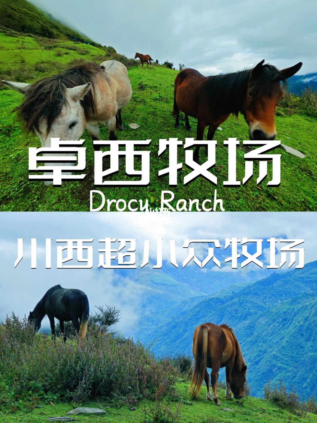 卓西牧场｜这上面的马儿居然这么爱贴贴