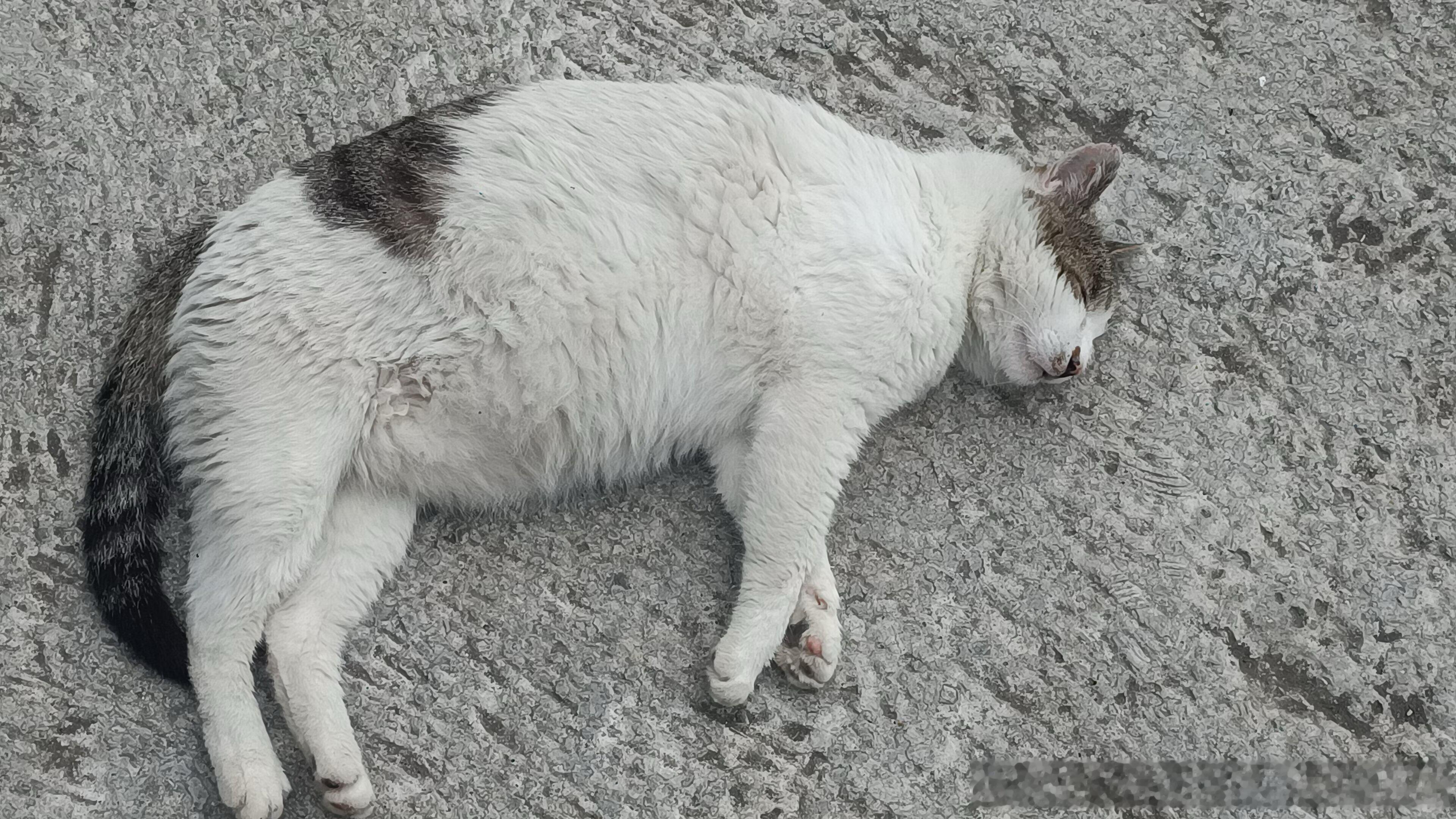 49778【丑猫】饿猫拦路 