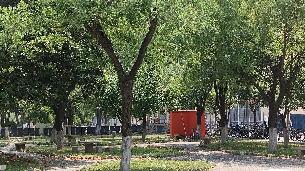 校园小径：聊城大学绿意盎然的散步天堂

这条蜿蜒在校园里的石板小路，两旁种满了高