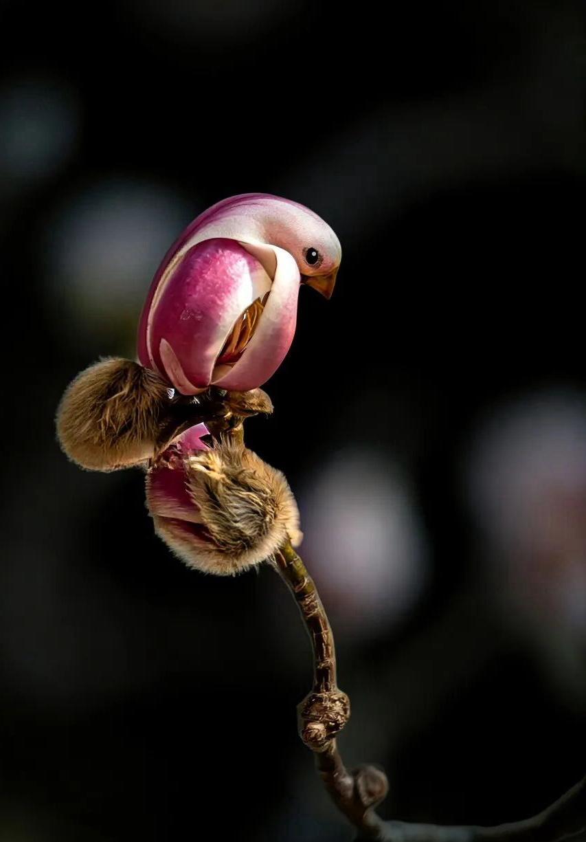 ＇春风一吹，枝头的玉兰就变成了“小鸟”🐦 这大概是春天最温柔的魔术吧。
含苞的
