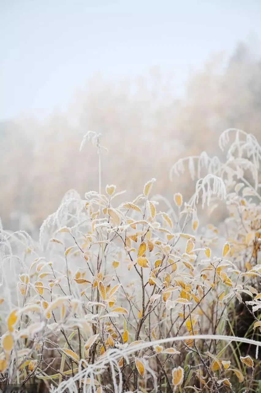 暗夜绵长的冬至
笔墨绘下冷峻的雪山
还有似叶如花的几笔暖色
用这样的一幅画告诉你