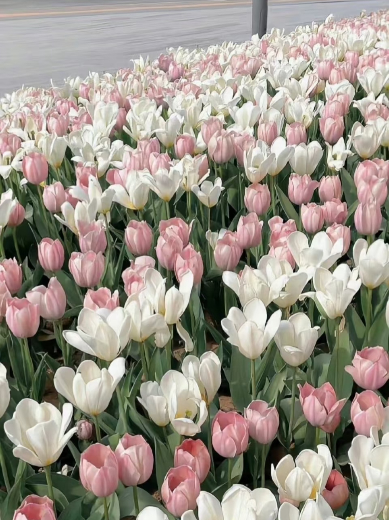 种植郁金香的方法：1、土壤选择持水性和通透性强的土壤，以利于后期根系和种球的健壮