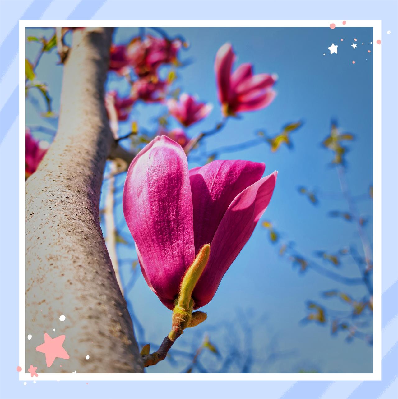 分享一张隨手拍的花树枝上的玉兰红