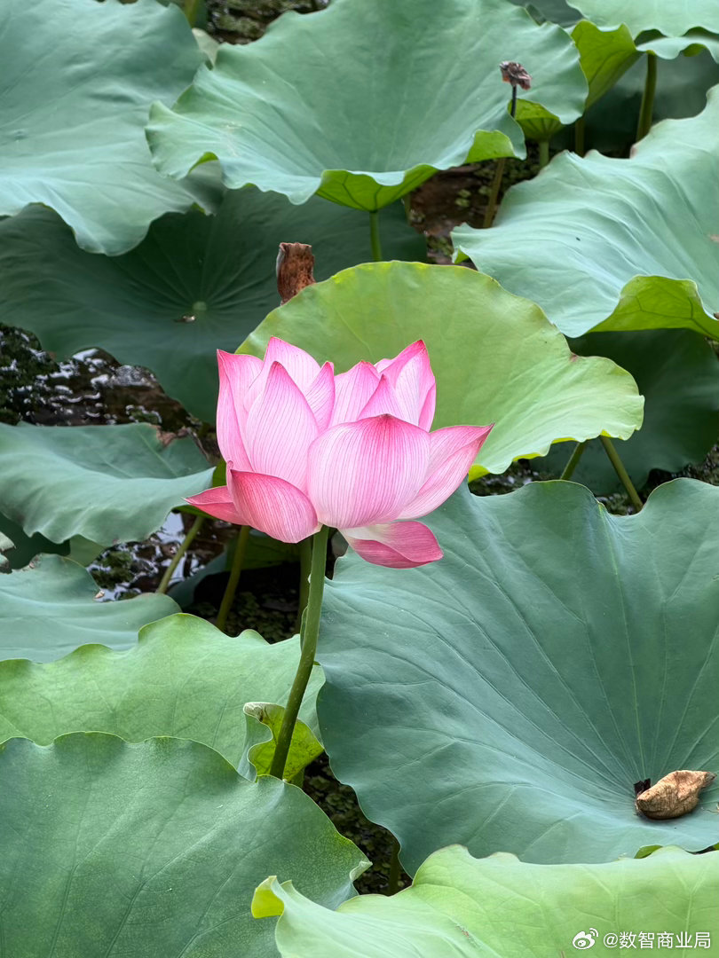 公园里看看荷花 长沙·马栏山