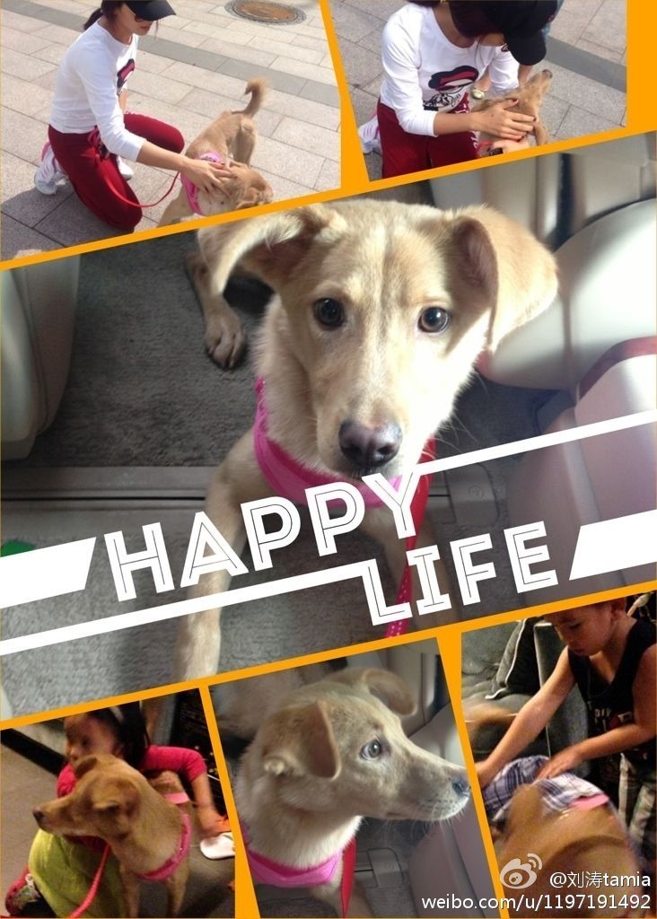 刘涛领养的这只田园犬还在啊是这只吧