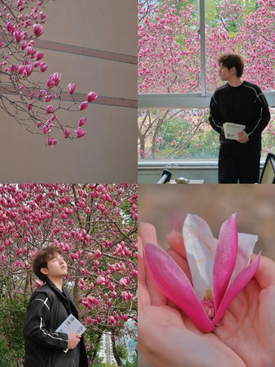 交换春天｜ 华科顶流“玉兰教室”限时上线！ 🌸