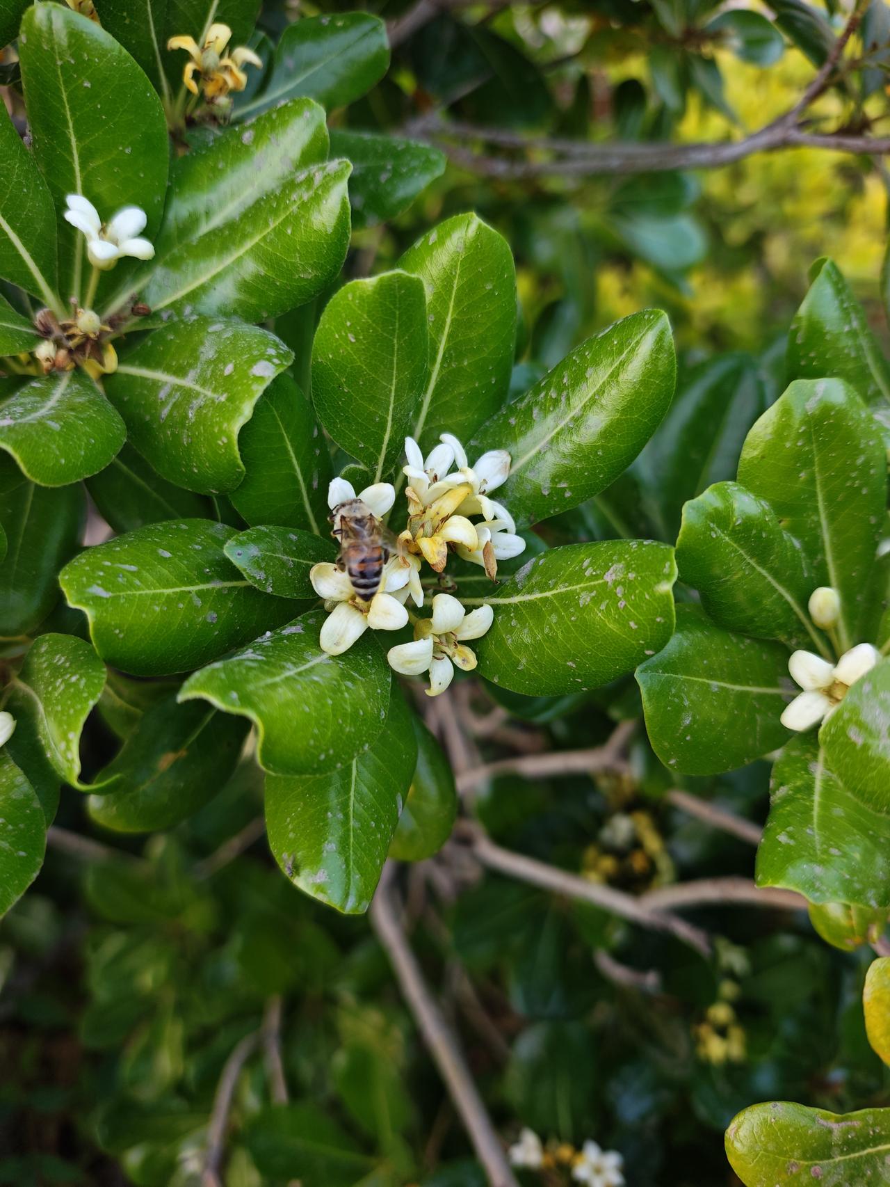 tobira（Thunb.）Ait.的枝、叶。具有解毒，杀虫的功效。主治疥疮，肿