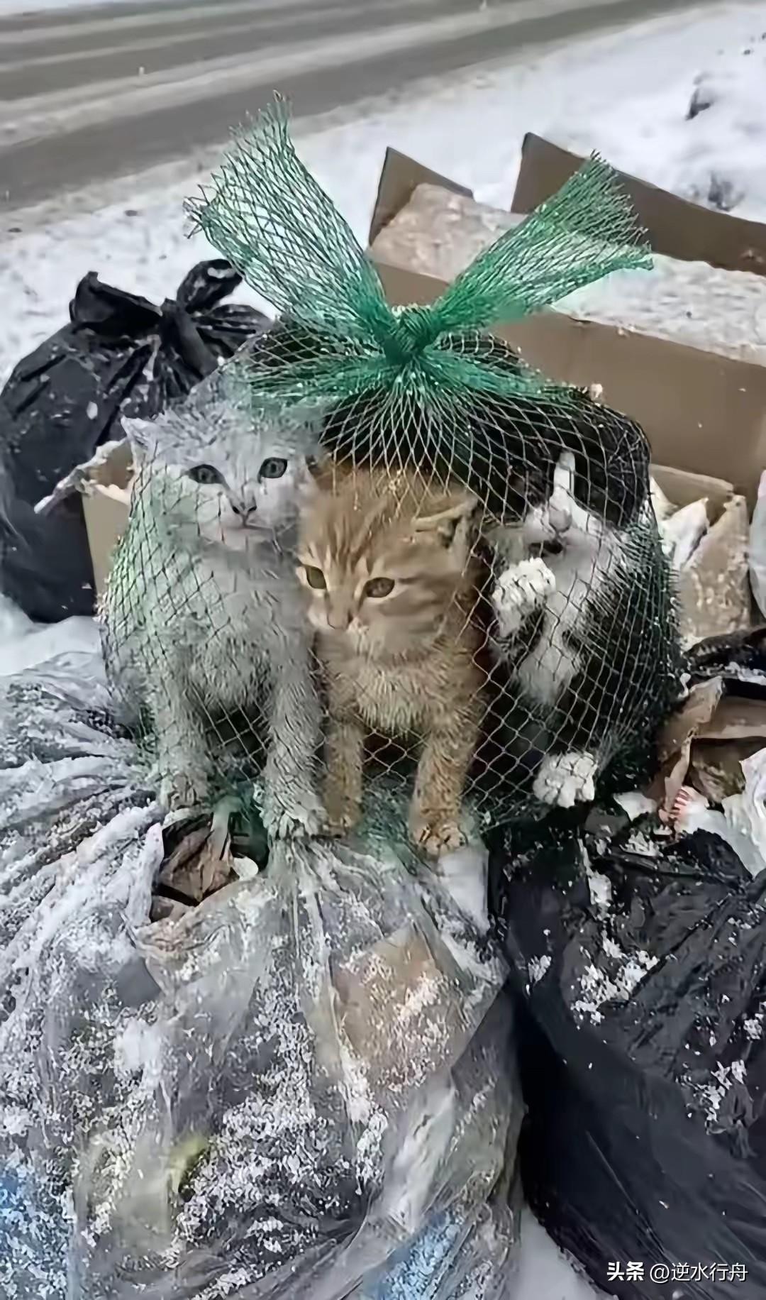 真是太可恶了把三只小猫用网装住丢在了垃圾桶里。天上还下着鹅毛大雪，小猫们挣扎半天