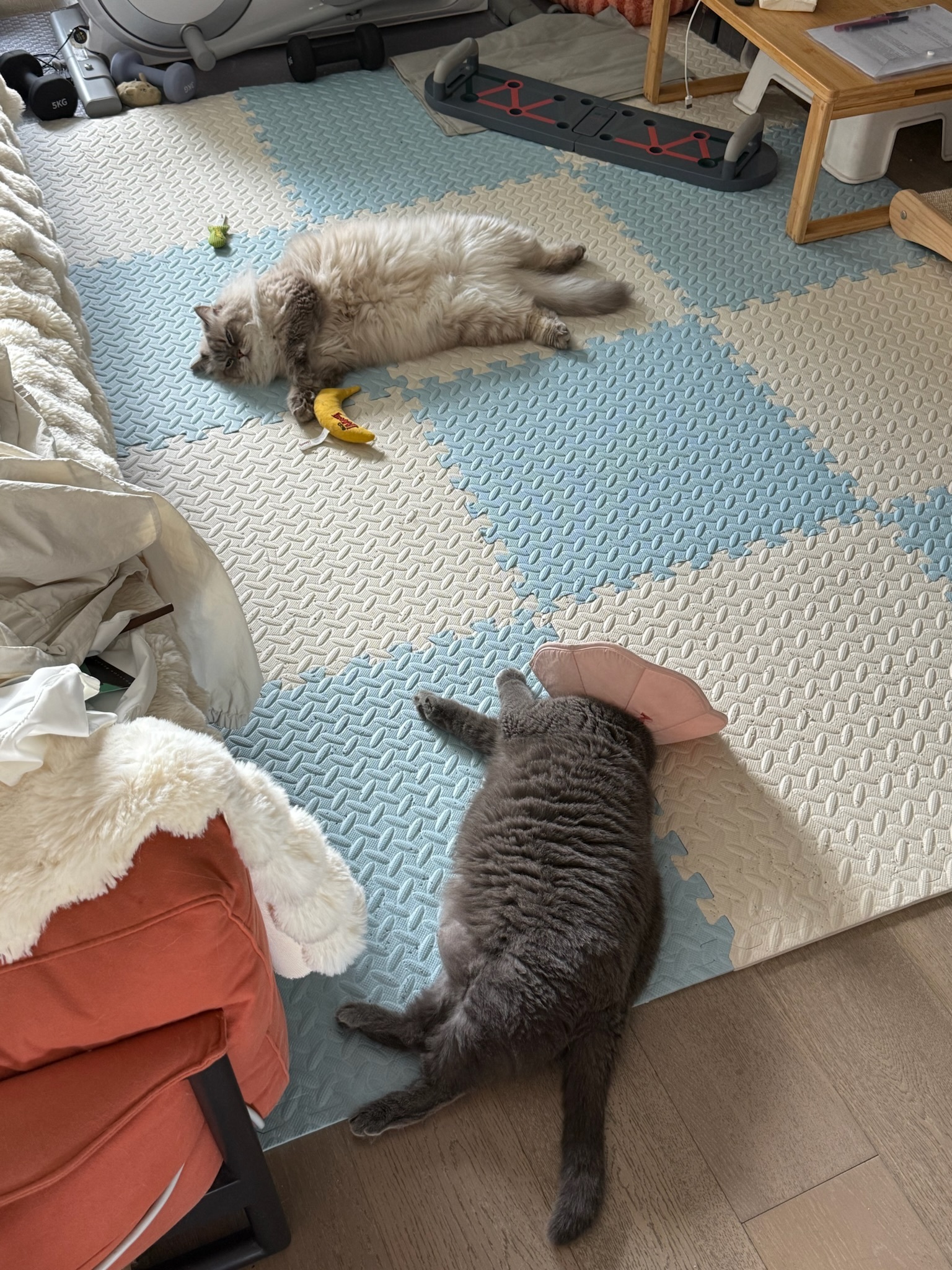 两只小juju[奶牛猫] ​​​