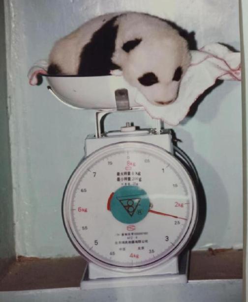 翻完丫丫的成长老照片，直接破防了！
谁能想到，这个躺在老式秤盘上、像个小糯米团子