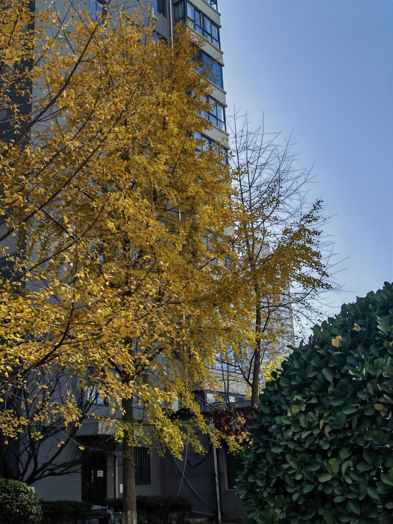 发一张图片，让我猜出你在哪里拍的金色的初冬