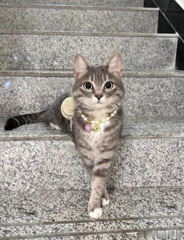猫宁 