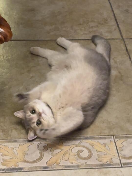 别动！举起猫手