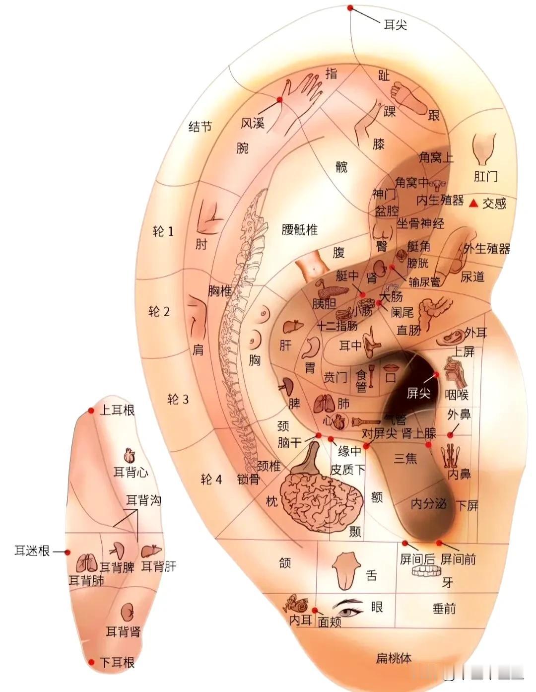 耳穴管着全身各部，牵一发能动全身。随时可用食指肚在耳郭的各个角落“走”一遍，如清