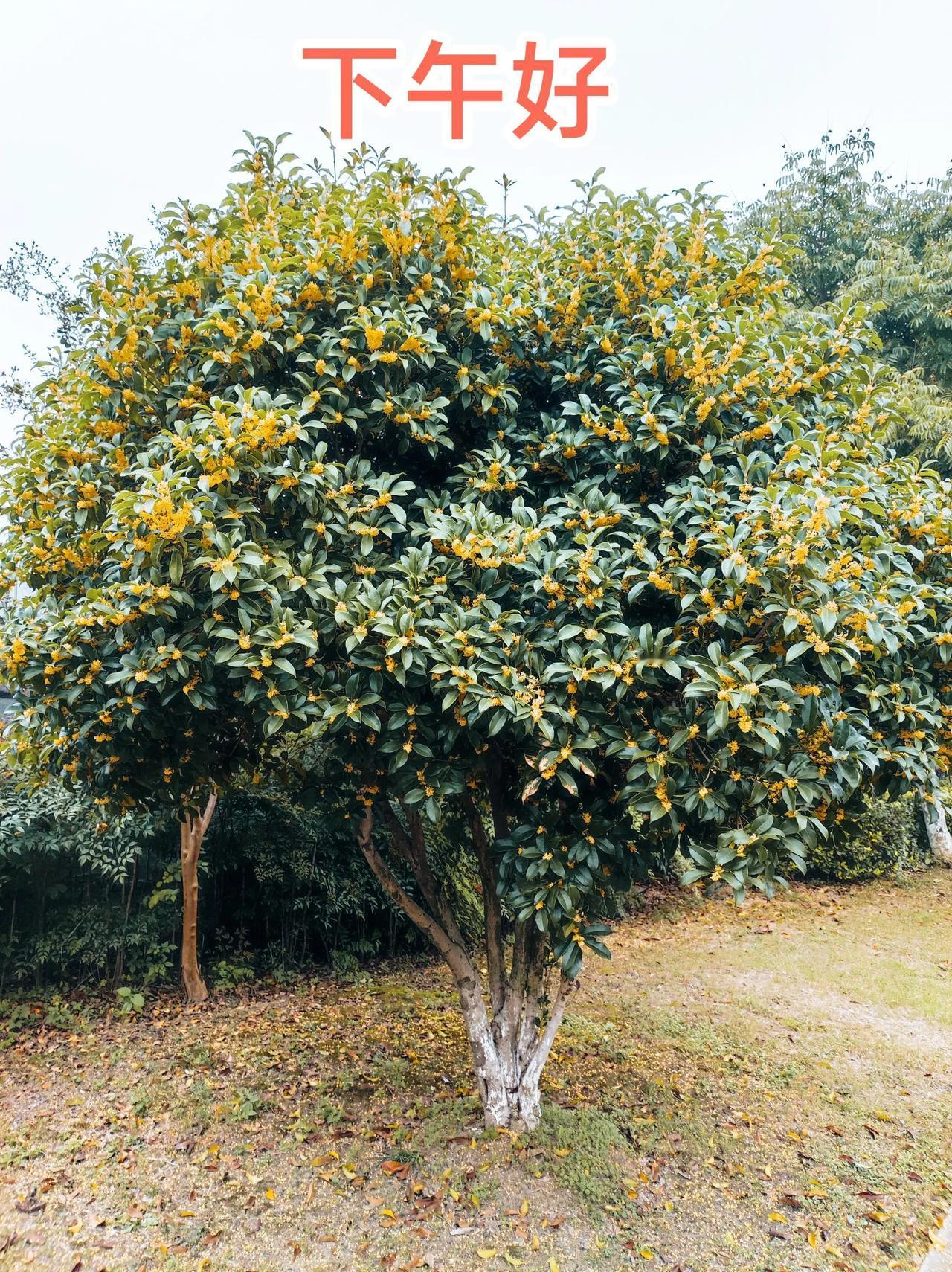 #记录秋日生活点滴#
金秋的桂花，秋日的落叶。秋日路边随拍。