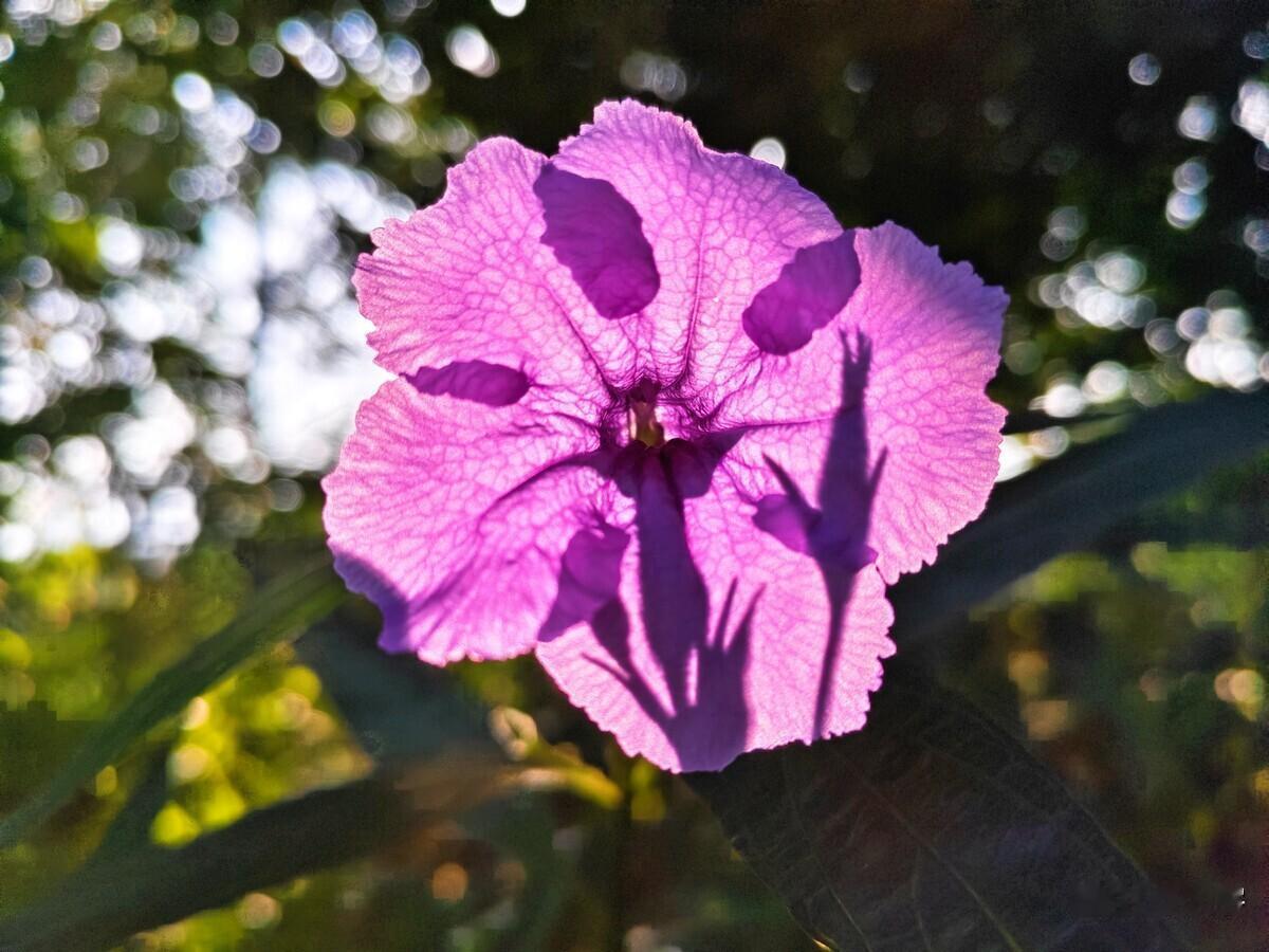 紫蕊轻盈映日边，
娇姿艳丽展芳颜。
阳光透过花间影，
绿意背景映花鲜。

细脉纹