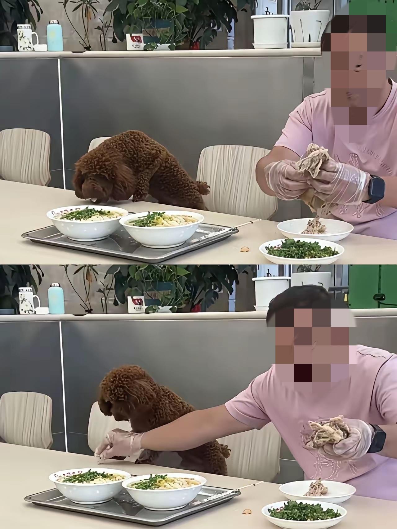一个人和一条狗，就能让一家餐厅暂停营业，立马全方位无死角的消杀，这老板也挺倒霉的
