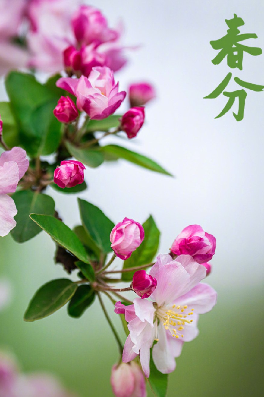 春分今天是春分，“季节平分”、“昼夜平分”，各地的天气应该要开始逐渐暖和起来了。