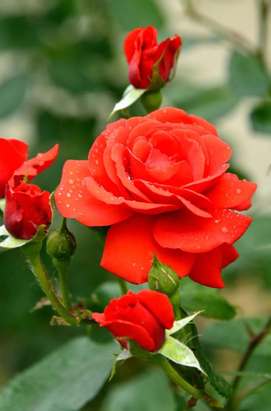 月季🌹花
花色艳丽
花朵优美
花姿柔雅
姹紫嫣红
娇艳欲滴
美丽绽放
[比心]