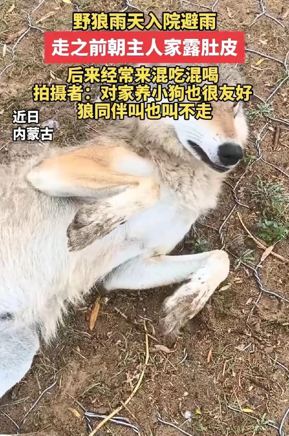 太可爱了！野狼雨天入户躲雨，主动露肚皮示好，天天上门蹭吃不愿归群
 
笑不活了！
