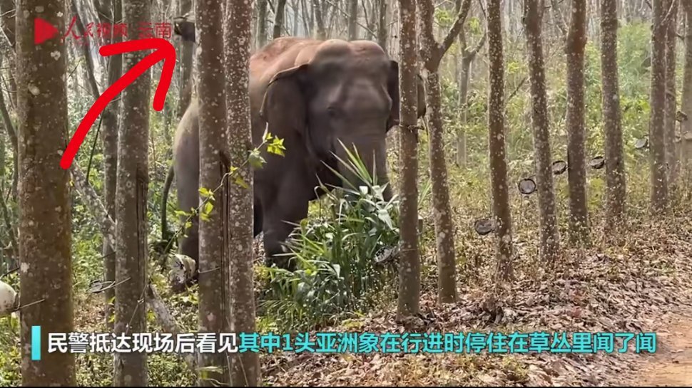 #亚洲象一鼻子甩出毒品2.8公斤#这个世界就是各具特色。图1：西双版纳勐满边境的
