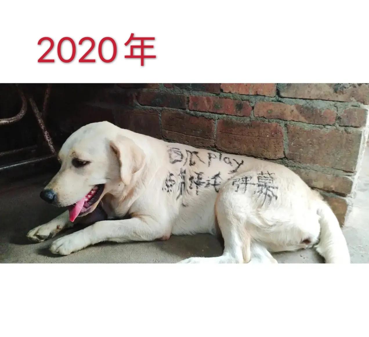 #2022生机大会# 今天是12月15号，我们再次参与了头条举办的打榜比赛。
2