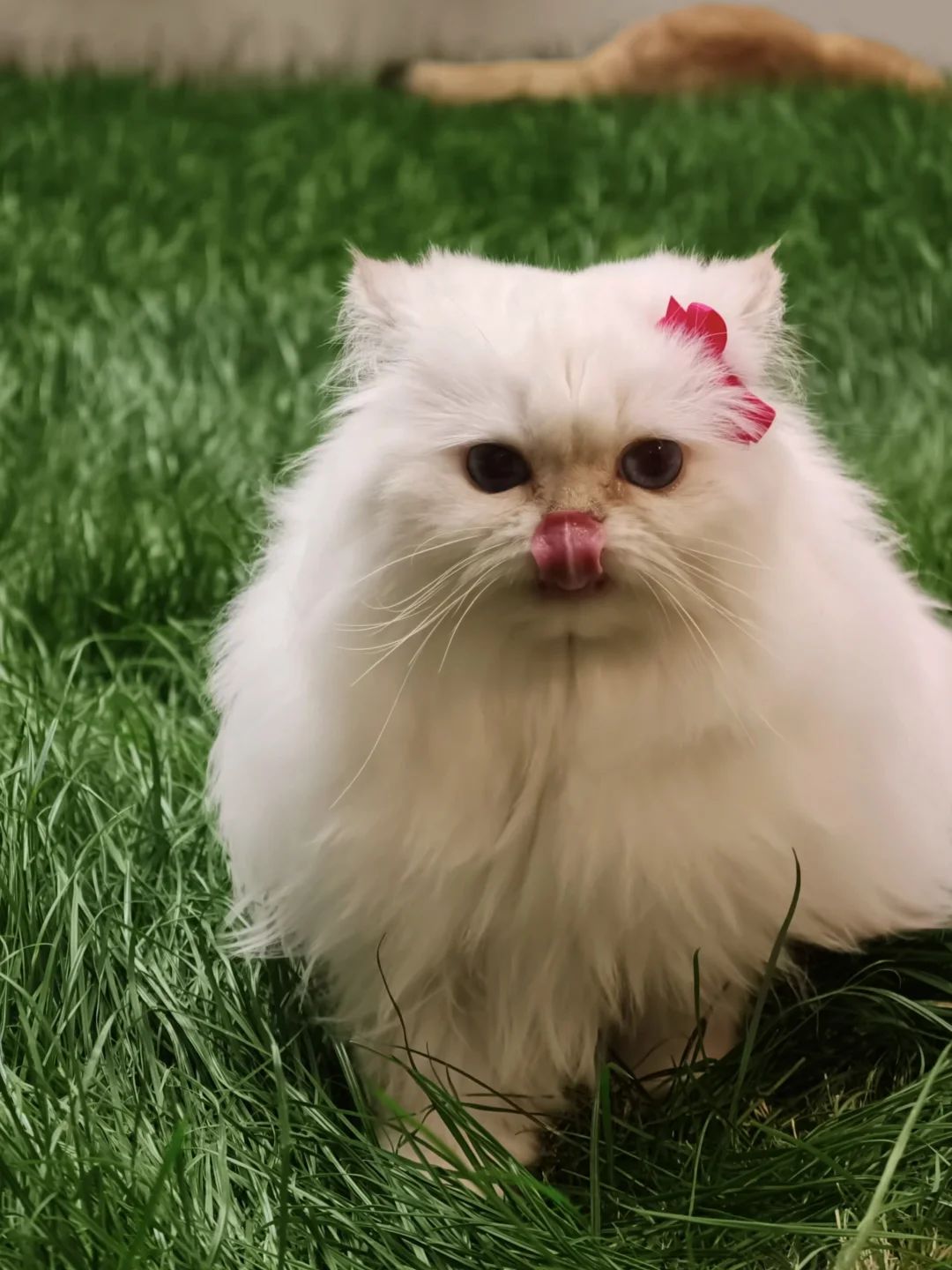 一旦联想到这么萌的脸竟然是肉食动物…