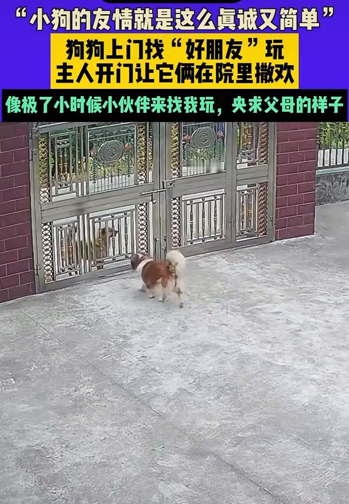 "小狗的友情就是这么真诚又简单"，狗狗上门找"好朋友"玩。
主人开门让它俩在院里