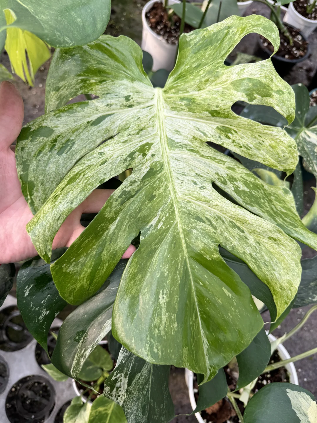 新品短茎龟背竹，泼墨龟背竹，无锡见