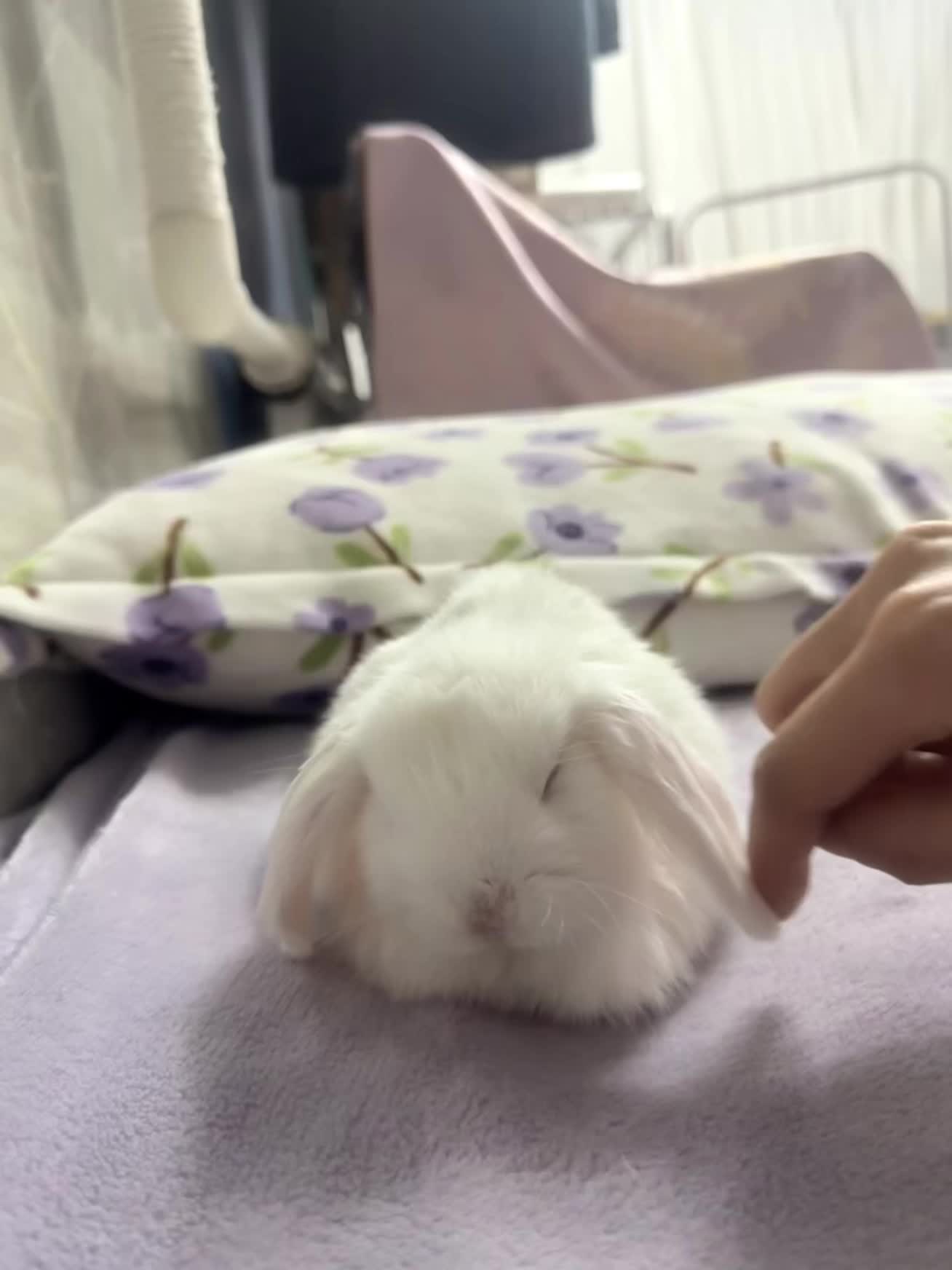 原来兔子紧张还不排便呢