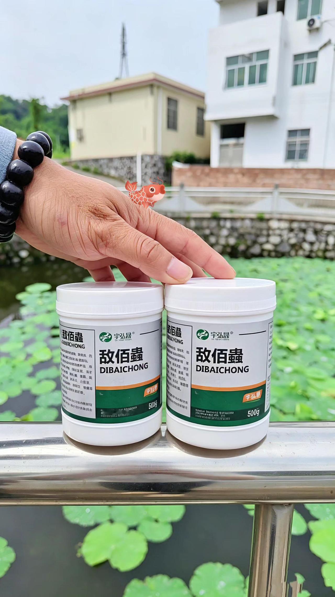 敌佰蟲 鱼塘养殖 鲢鱼 鲤鱼 草鱼