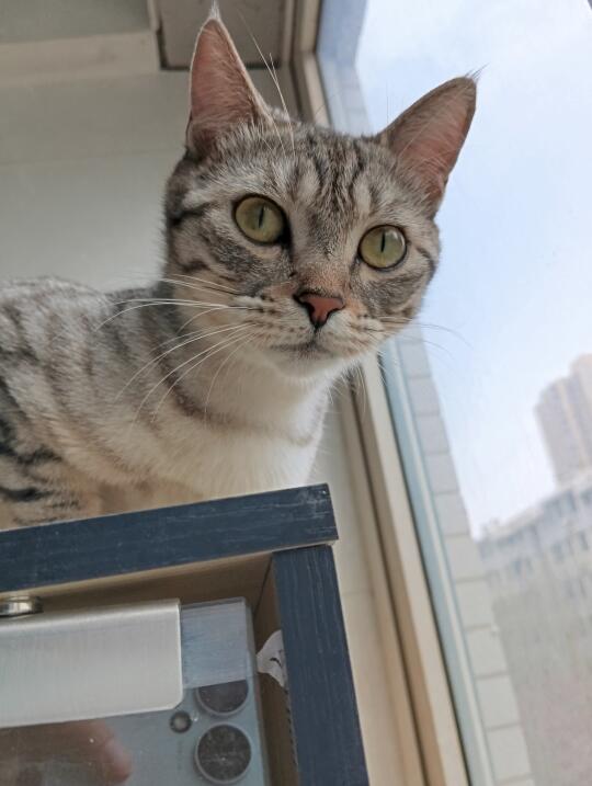 有些猫一看就知道很乖🥰🥰🥰
