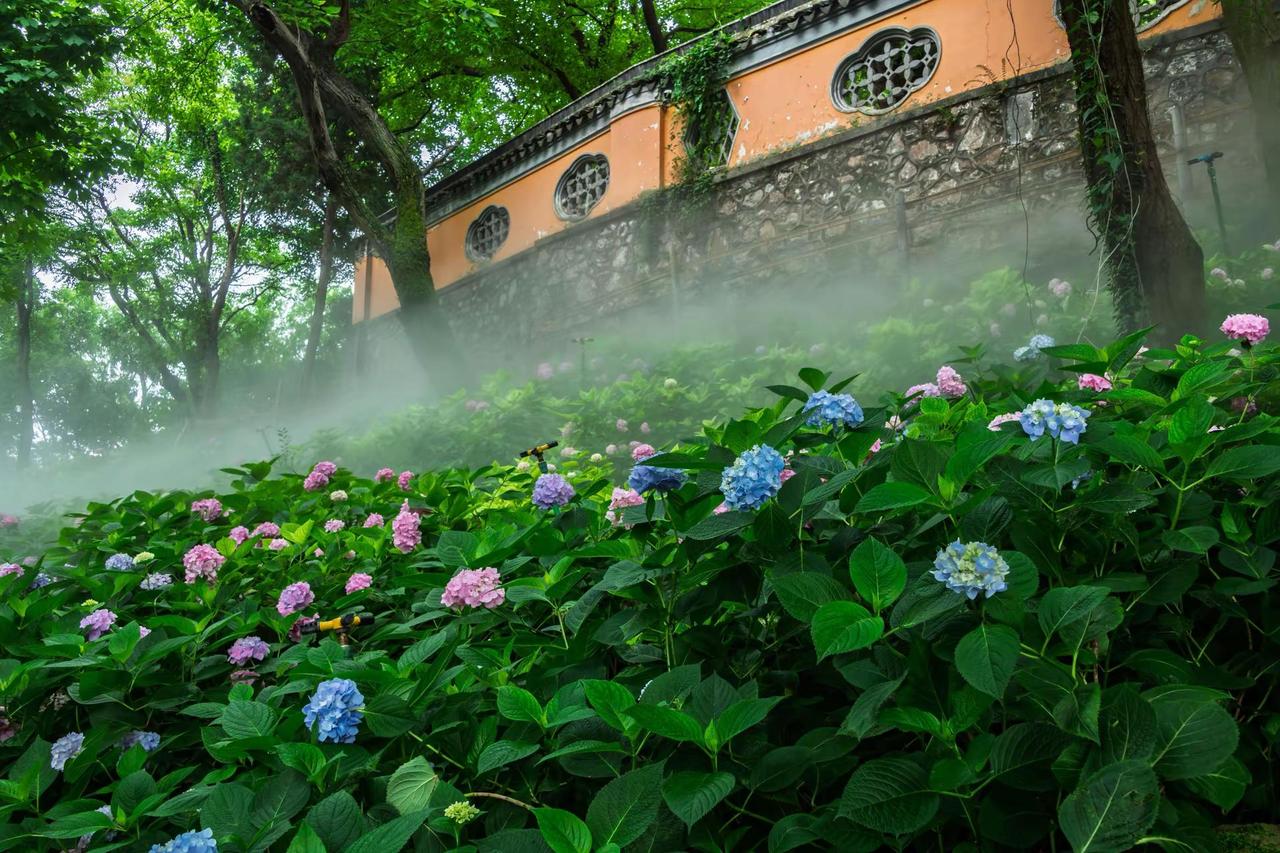 无锡惠山古镇龙光寺。无锡惠山古镇龙光寺雾中花境 邂逅江南园林的诗意 花卉仙境