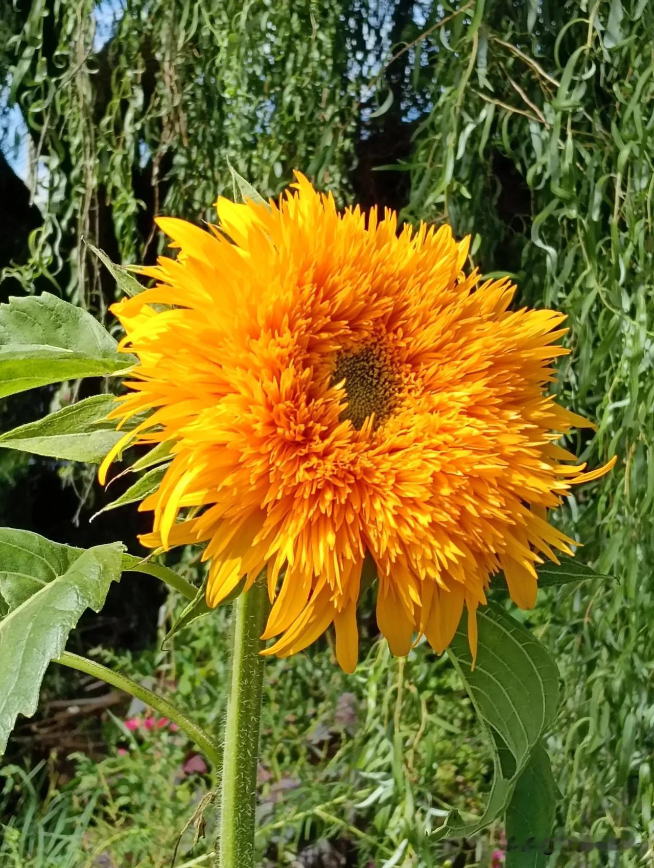 金黄耀眼的花#随手拍张照##随手拍花草。# #手机随手拍秋花#