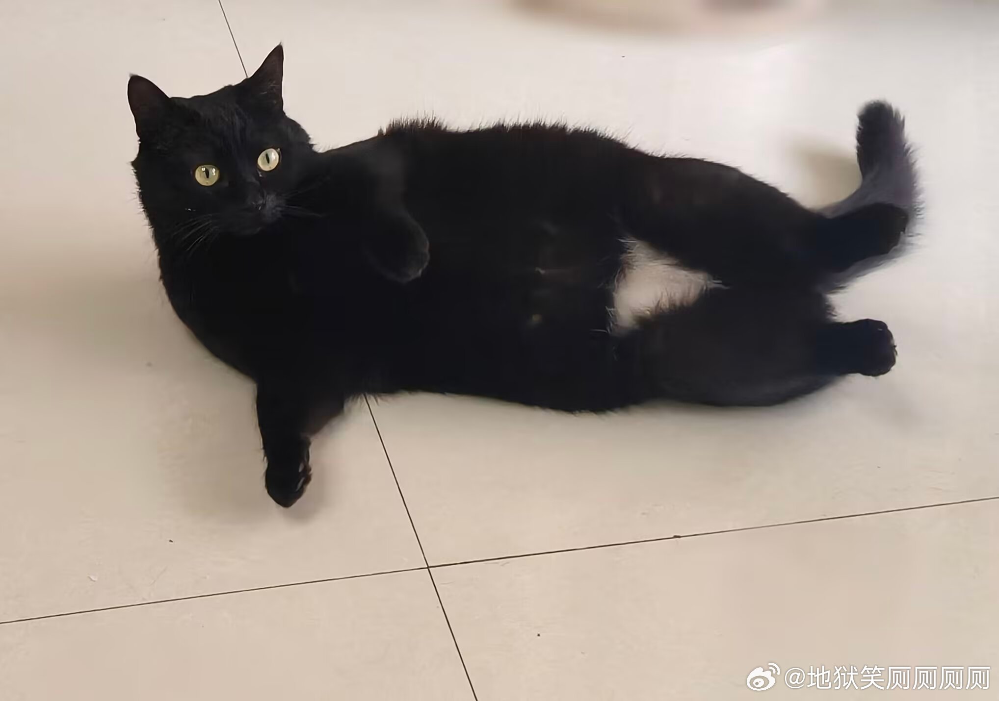 1496穿三角裤头的猫，我妈说的 