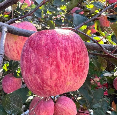 1950年，毛主席邀请林业劳模石玉殿到家中做客，石玉殿那天吃到了人生中的第一个苹