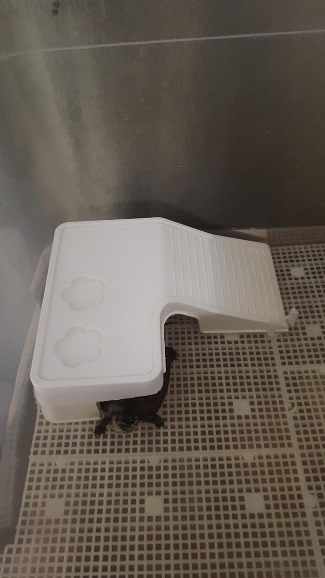 这现在宠物的日子都比人好